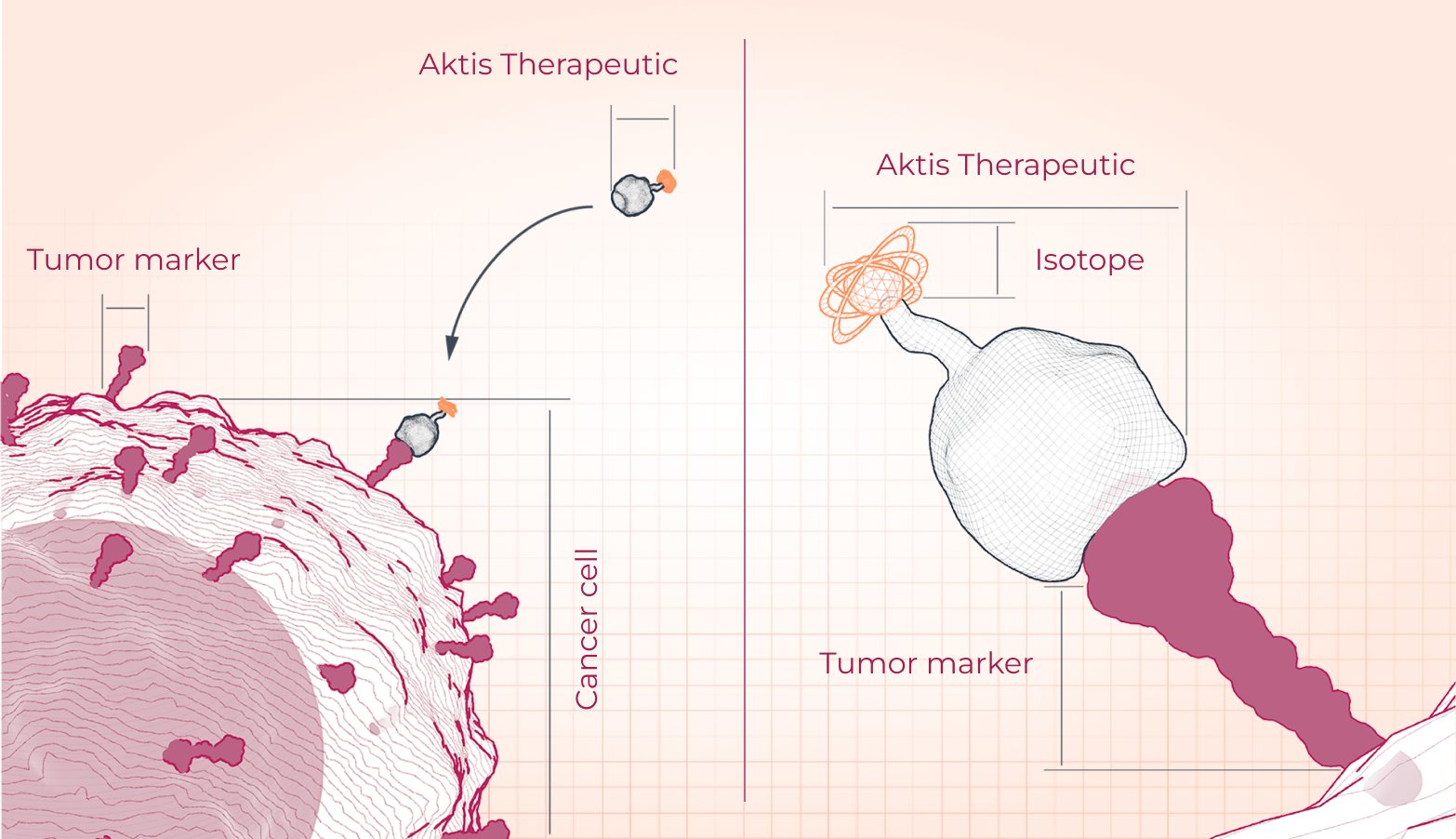 Scientific illustration depicting Aktis’ selective tumor-targeting radiopharmaceuticals penetrating tumors.