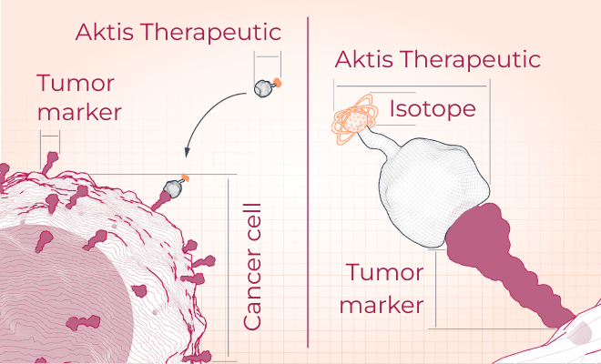 Scientific illustration depicting Aktis’ selective tumor-targeting radiopharmaceuticals penetrating tumors.